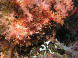 Pink Wall, Sabang Phillipines
Sinister Scorpionfish by Alex Matsumoto 